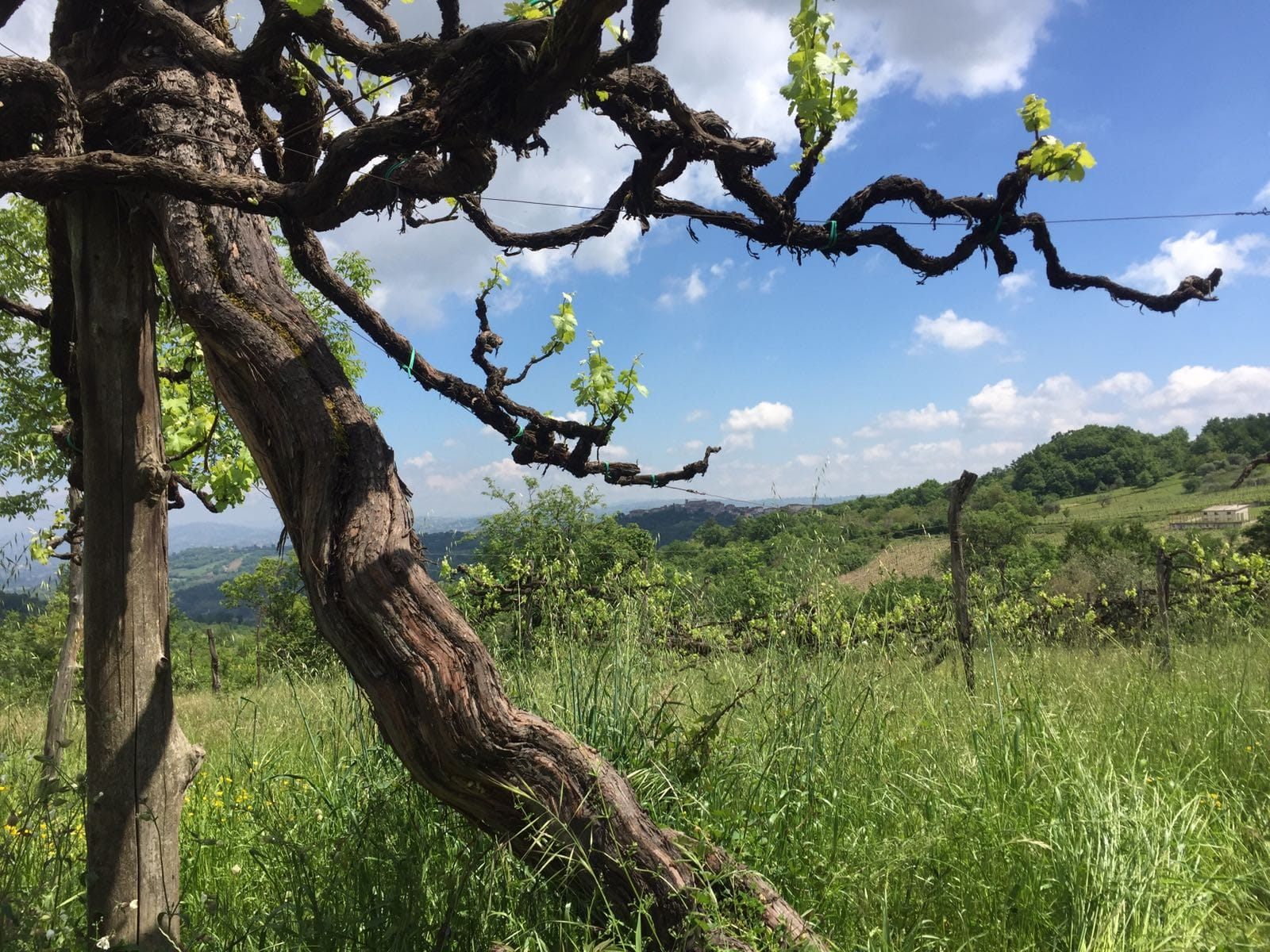 Vigna San Nicola Basso